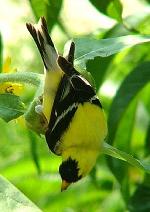Aves
