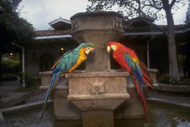 Araras