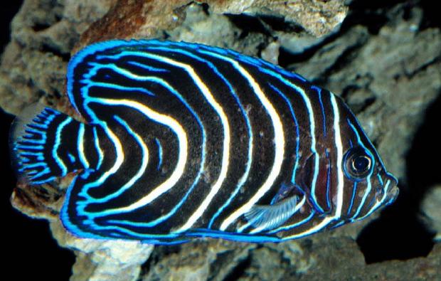 Peixe-anjo-imperador (Cria)