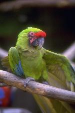 Aves