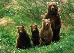 Esperança renasce para ursos nas Astúrias
