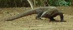 Dragões-de-Komodo nascem em cativeiro