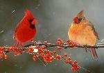 Aves