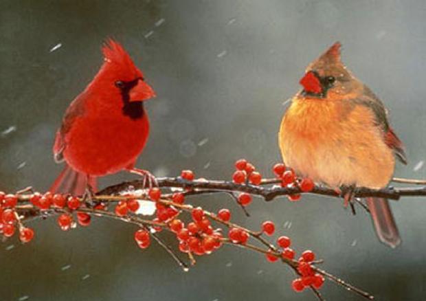 Cardinais