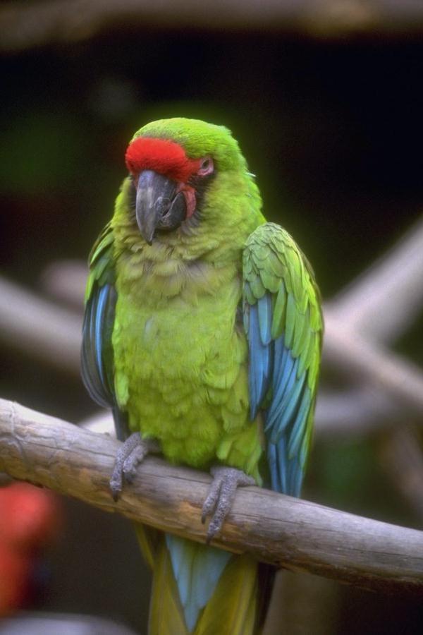 Papagaio
