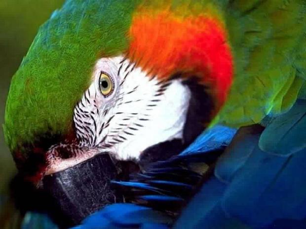 Arara