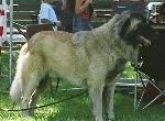 Cães