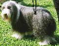 Bobtail