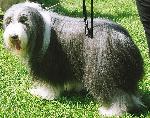 Cães
