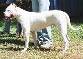 Dogue argentino