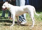 Cães