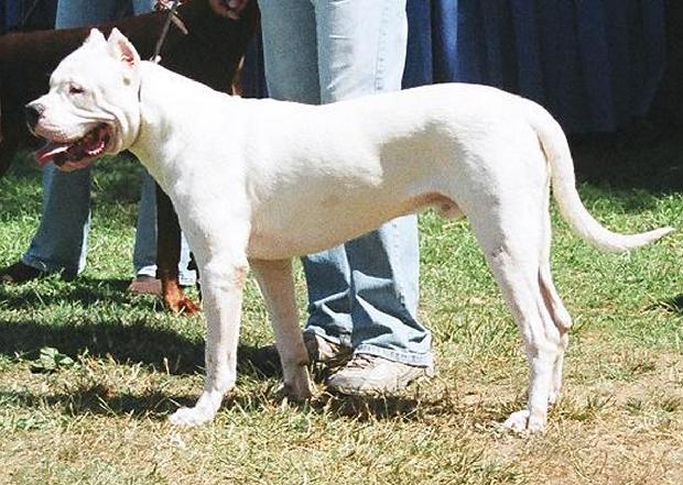 Dogue argentino