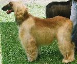 Cães