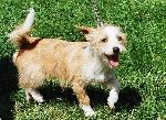 Cães
