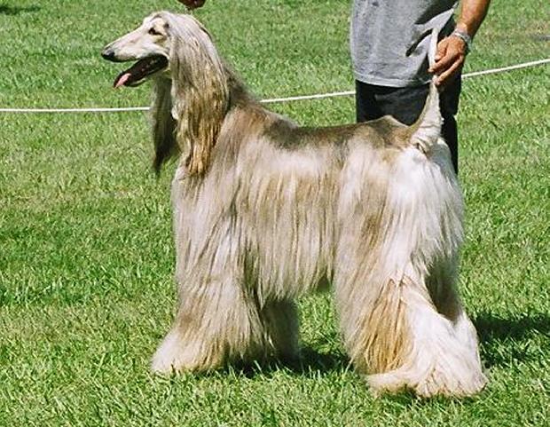 Galgo afegão