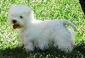 West Highland White Terrier