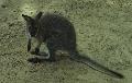 Wallaby