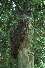 Aves