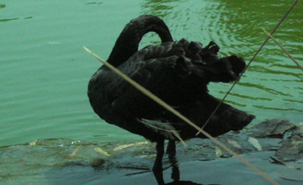 Cisne-negro