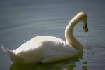Aves