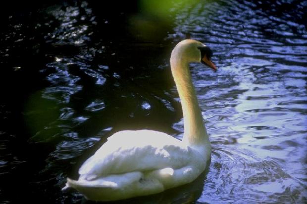 Cisne