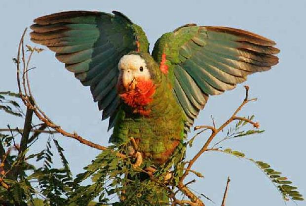 Arara-verde