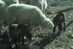Animais de quinta