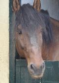 Cavalo