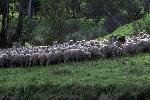 Animais de quinta