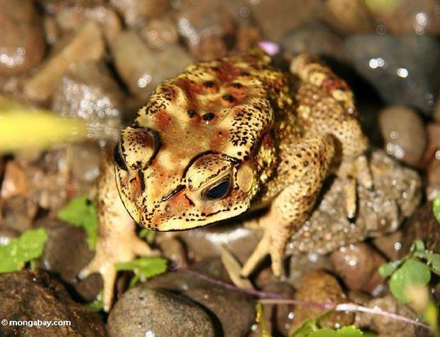 Bufo de Sulawesi