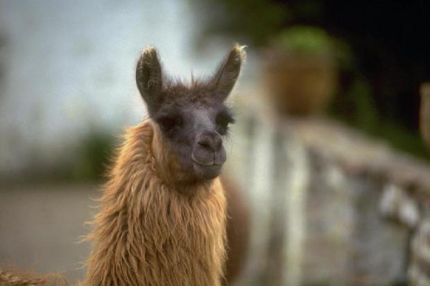 Lama