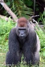Gorilas da montanha em perigo