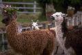 Lamas