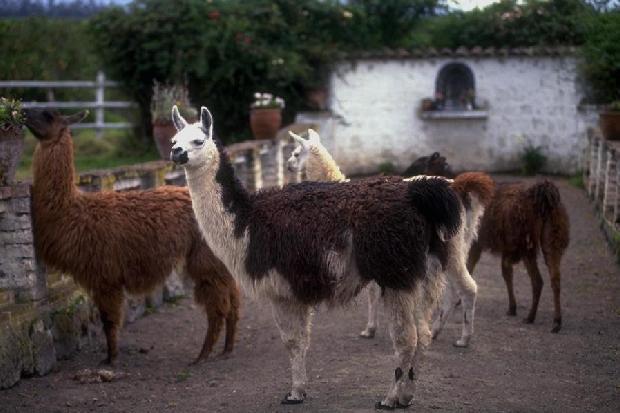 Lamas