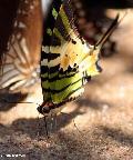 Borboleta