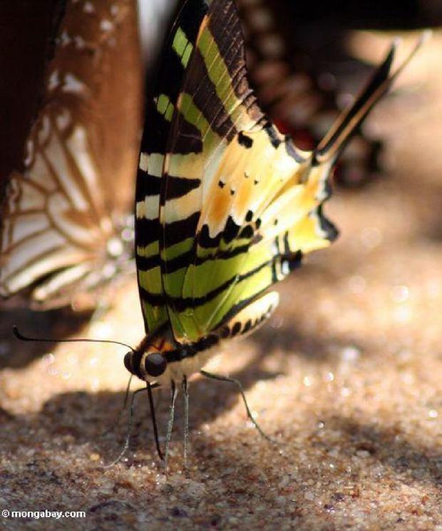 Borboleta