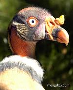 Aves