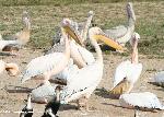 Aves