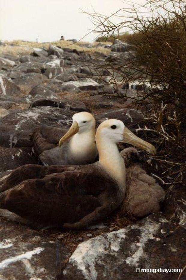 Albatroz das Galápagos