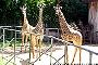 Girafinhas