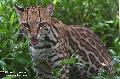 Ocelote