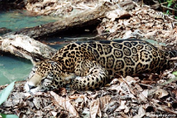 Jaguar