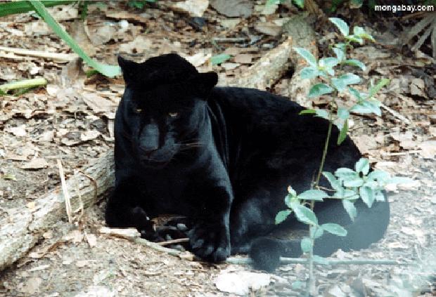 Jaguar Negro