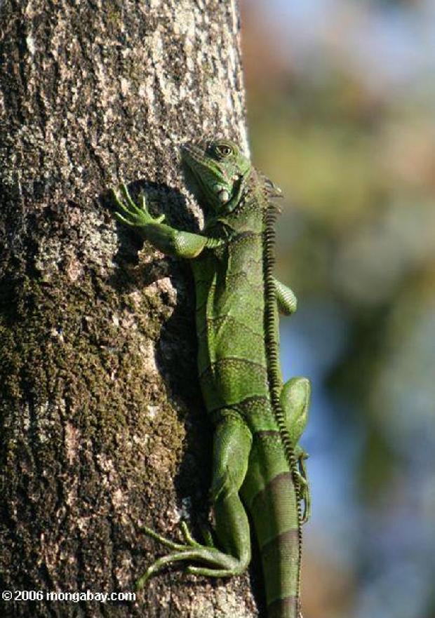 Iguana Verde