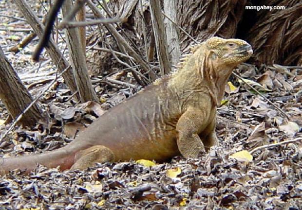Iguana terrestre das Galápagos