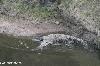 Ataques de crocodilo no Rio Keve