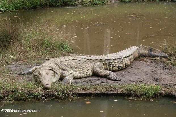 Crocodilo Americano