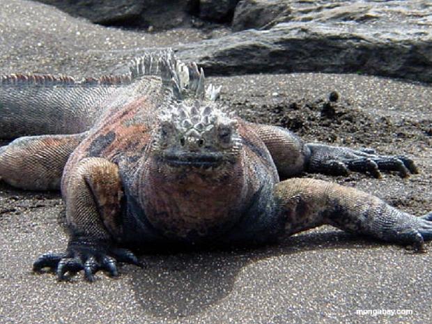 Iguana
