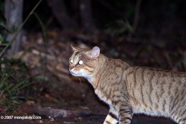 Gato selvagem africano