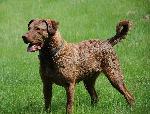 Cães
